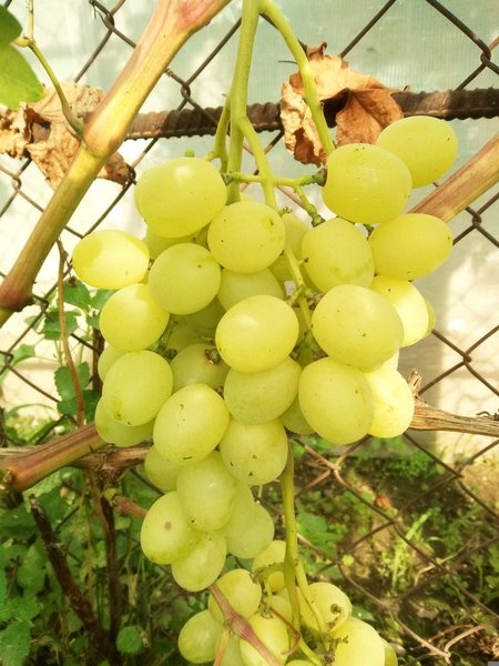 гроздь сорта винограда Очарование