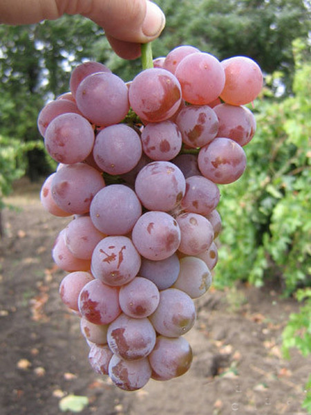 сорт винограда Паланга