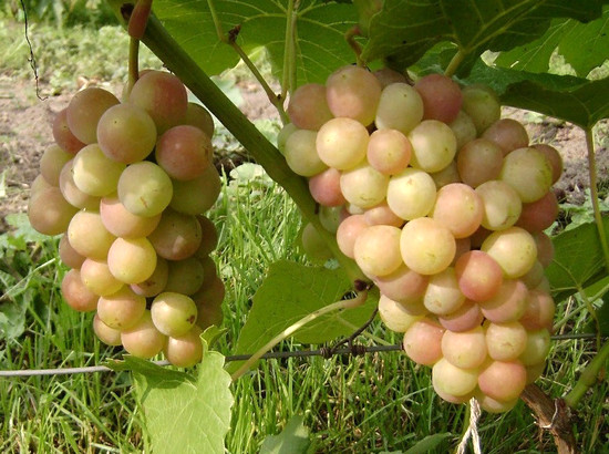 плодоношение куста сорта винограда Паланга
