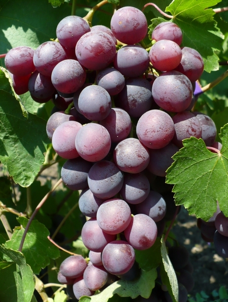сорт винограда Памяти учителя