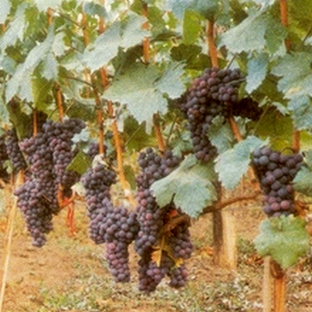 куст винограда сорта Памид Русе 1