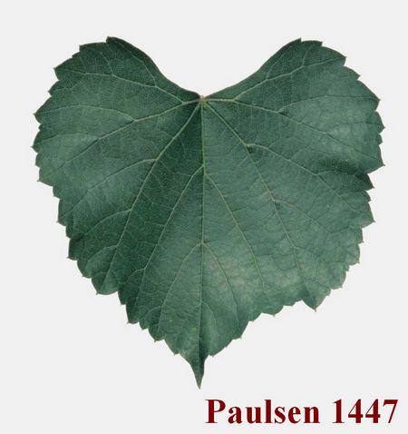 лист подвоя Paulsen 1447