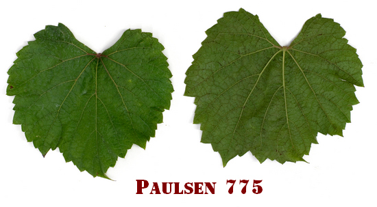 лист виноградного подвоя Польсен 775