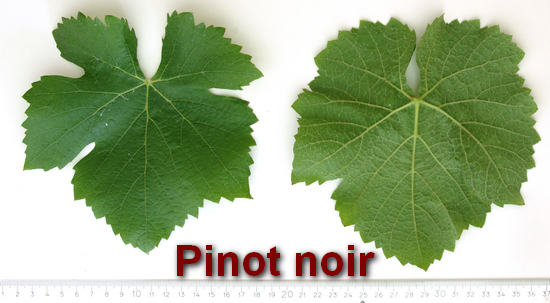 типичный лист винограда Pinot noir