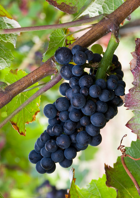Pinot noir гроздь винограда