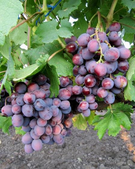 грозди гибридной формы винограда Подарок Несветая