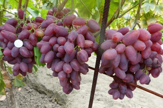 плодоношение куста винограда Полонез 50