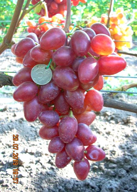 сорт винограда Полонез 50