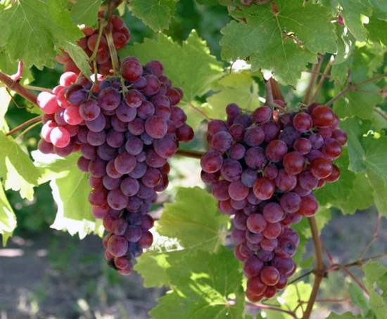 грозди винограда Ралли сидлис (Ralli seedless)