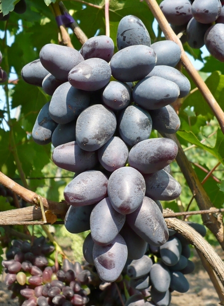 виноград сорта Рэмбо гроздь