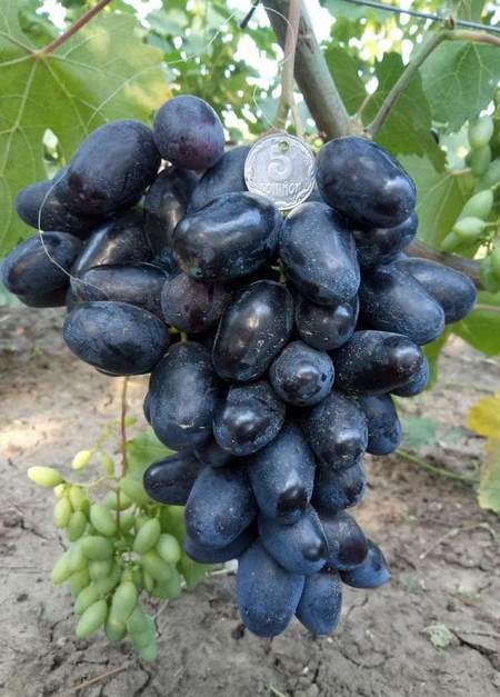 гибридная форма винограда Рэмбо (Калугина В.М.)