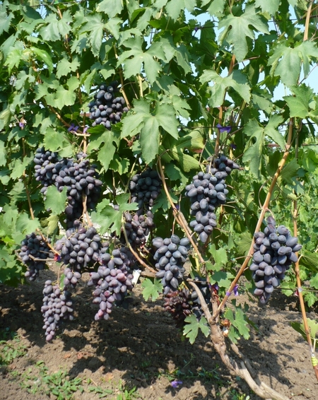 куст сорта винограда Рэмбо