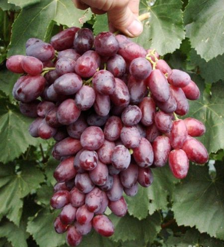 гроздь винограда Ризамат