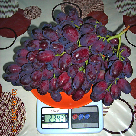 гроздь винограда Ризамат на весах