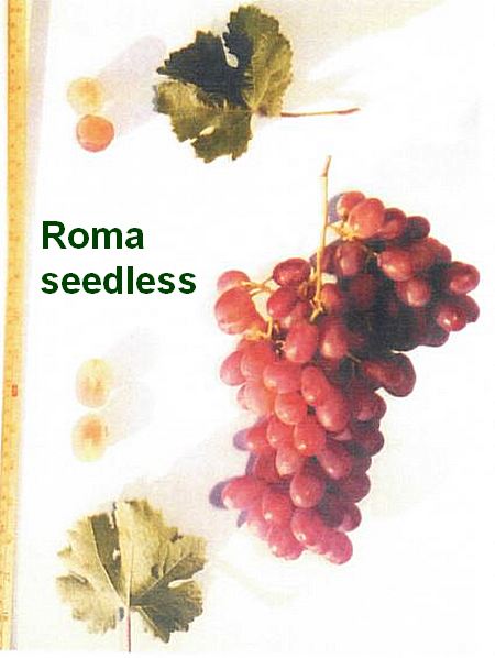 виноград кишмиш Roma seedless (Рома сидлис)