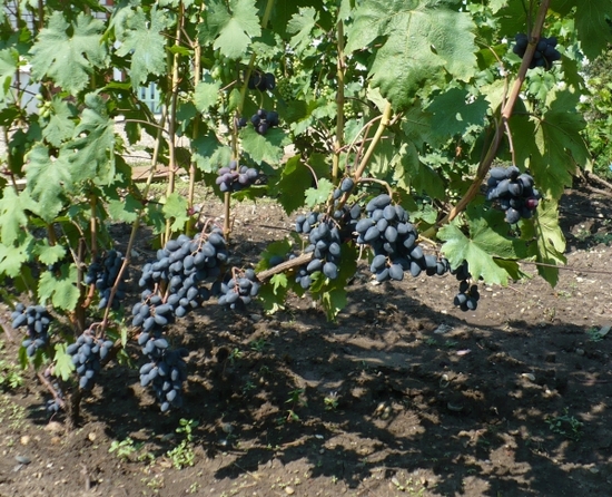 плодоношение сорта винограда Ромбик