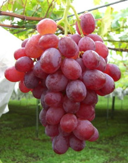 Rosario Rosso сорт винограда