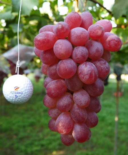 гроздь винограда Росарио Россо