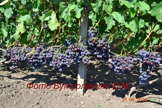 Плодоношение куста винограда Рошфор