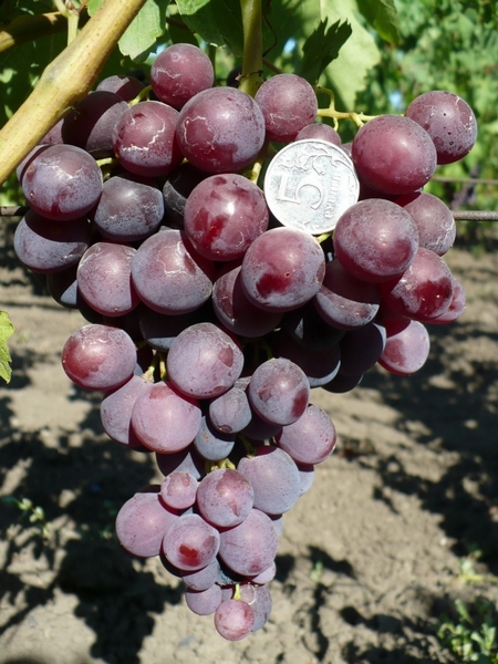 Рошфор (Павловского Е.Г.) - сорт винограда. Описание, фото, характеристики