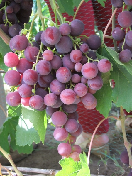 виноград Рошфор, гроздь