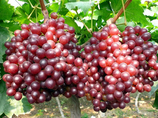 грозди сорта винограда Кинг Руби или Руби сидлис