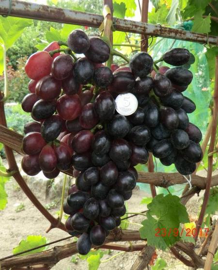 гроздь винограда Русалка 3