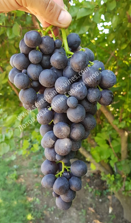 гроздь винограда Миске Русенски