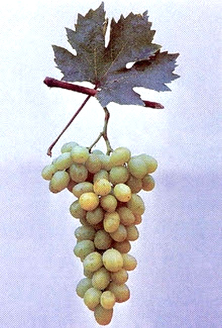 Гроздь сорта винограда Ряхово