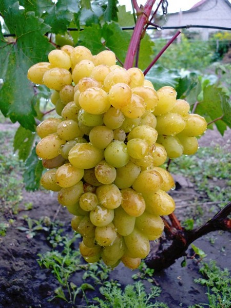 гроздь винограда Самородок