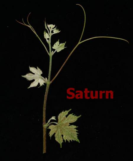 коронка побега сорта винограда Saturn (Сатурн)