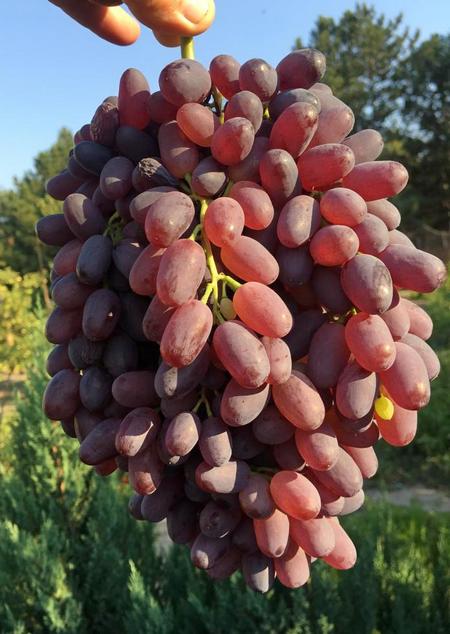 гроздь винограда сорта Scarlet Royal, Скарлет Роял