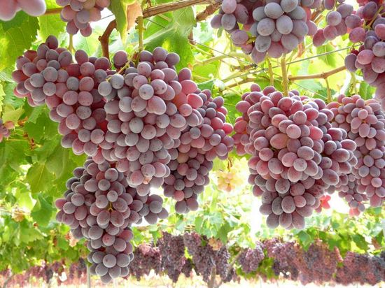 виноградник и бессемянный сорт винограда Шарлотта сидлис
