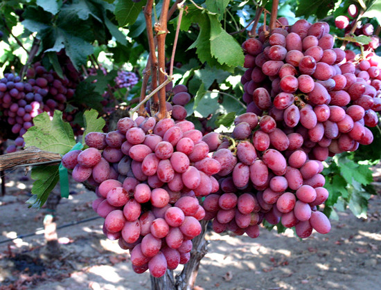 виноград Шарлотта сидлис
