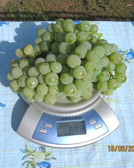 гроздь винограда Сенека на весах