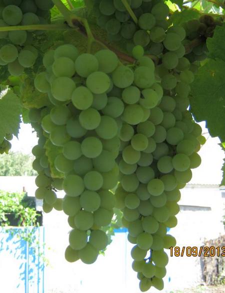 грозди винограда Сенека