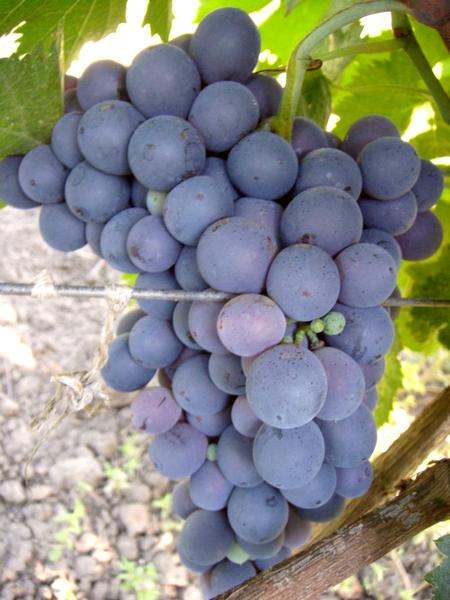 плодоношение винограда сорта Сенсо (Эрмитаж, Чёрный принц)