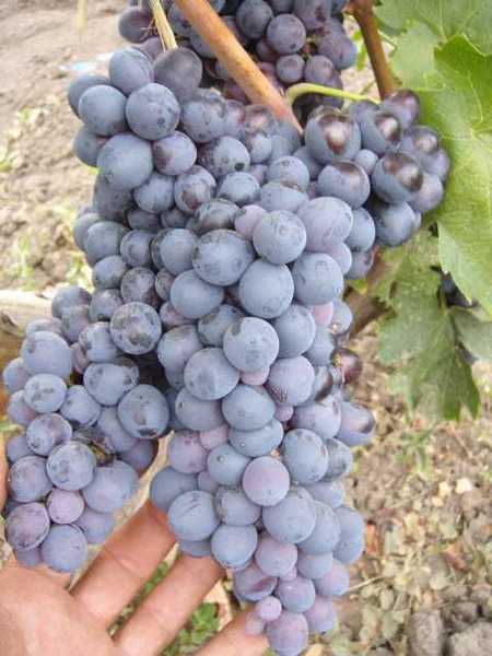 гроздь сорта винограда Сенсо (Чёрный принц, Эрмитаж)