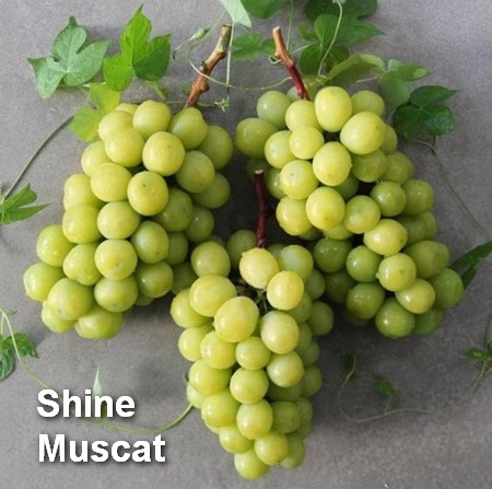 грозди сорта винограда Shine muscat