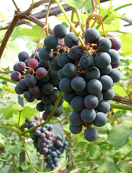 гроздь сорта винограда Симоне