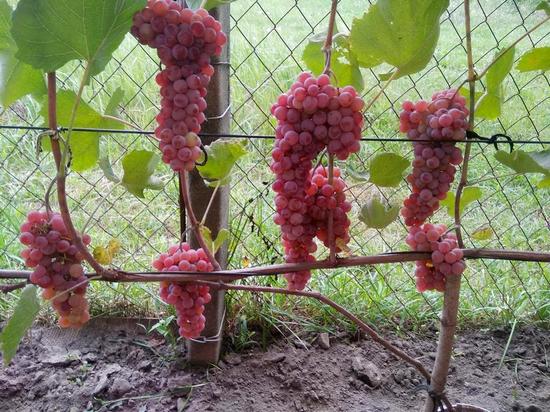плодоношение винограда кишмиш Сомерсет сидлис
