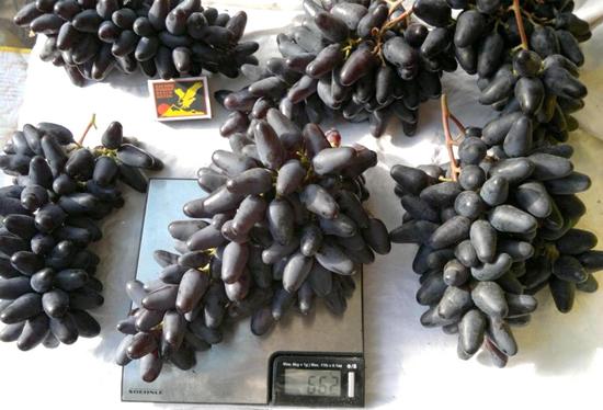 гроздь сорта винограда Воспоминание на весах (Одесский сувенир, Сувенир чёрный)