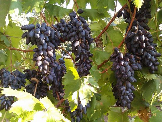 плодоношение винограда Одесский сувенир (Сувенир чёрный, Воспоминание)