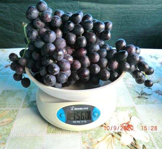 гроздь винограда кишмиш Спокуса на весах