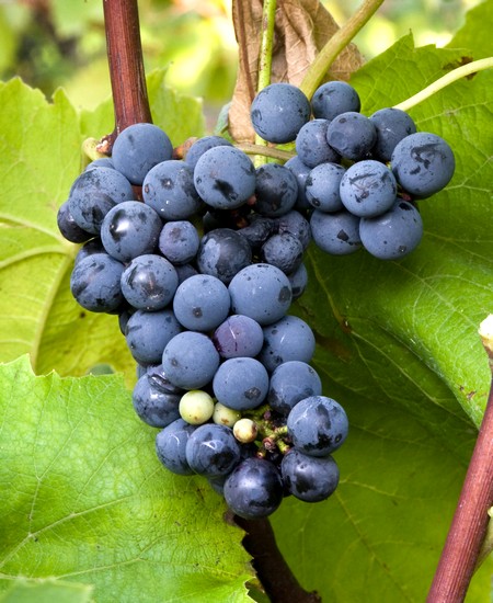 гроздь сорта винограда Сент Кру