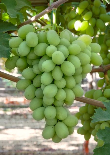 гроздь винограда кишмиш Шерлок, выращенная на виноградниках в США