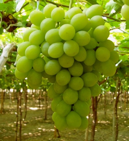 гроздь винограда Саграйон / Супериор сидлис