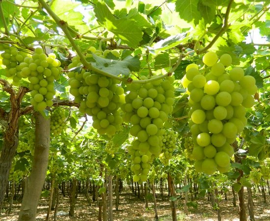 Superior seedless / Sugraone на винограднике