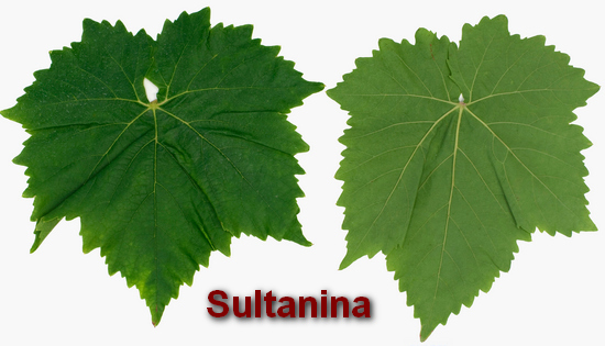 Типичный лист винограда Топмсон сидлис (Султанина)