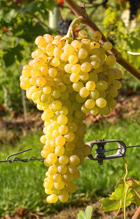 Султанина (Кишмиш Белый овальный, Томпсон сидлис) - сорт винограда